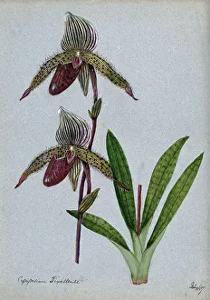 Stripe Prints: A lady's slipper orchid (Cypripedium Tixallense): flowering stem