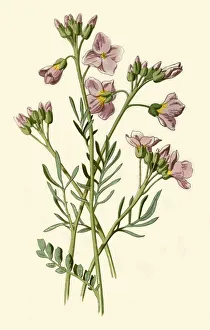 Hulme Prints: Ladys Smock, Bittercress or Cuckoo Flower, 1877. Creator: Frederick Edward Hulme