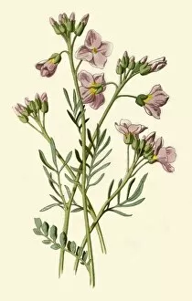 Frederick Edward Gallery: Ladys Smock, Bittercress or Cuckoo Flower, 1877. Creator: Frederick Edward Hulme