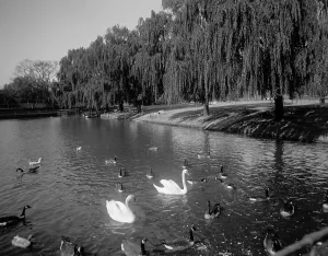 Swans Prints: Lafayette Park, Norfolk, Va. between 1900 and 1920. Creator: Unknown
