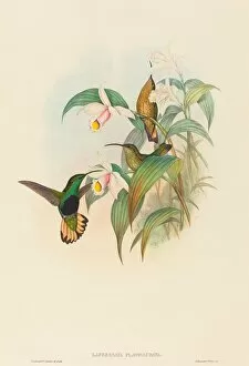 Lafresnaya flavicaudata (Buff-tailed Velvet-breast). Creators: John Gould