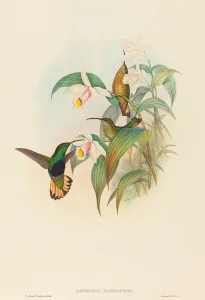 Lafresnaya flavicaudata (Buff-tailed Velvet-breast). Creators: John Gould