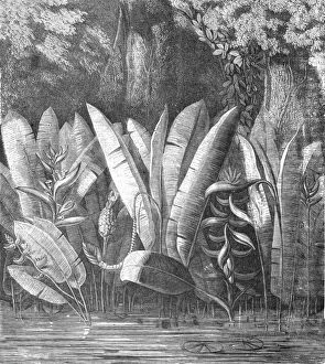 A Lagoon in the Tierra Caliente; A zigzag journey through Mexico, 1875. Creator: Thomas Mayne Reid