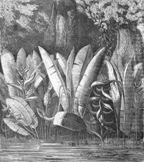 Mexico Collection: A Lagoon in the Tierra Caliente; A zigzag journey through Mexico, 1875. Creator: Thomas Mayne Reid