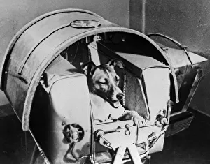 Satellite Prints: Laika, Russian cosmonaut dog, 1957