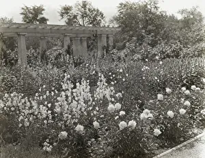 Lantern Slides 1910 1920 Gmgpc Prints: Lake Terrace, John Stoughton Newberry