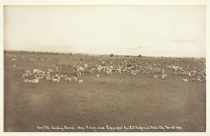 Lambs Prints: The Lambing Camp, 1894. Creator: Laton Alton Huffman