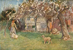 Studio Volume 31 Prints: Lambs, c1904. Artist: Herbert Alexander Collins
