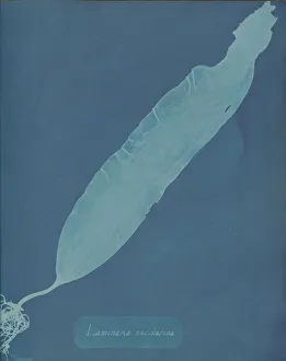 Earliest Prints: Laminaria saccharina, ca. 1853. Creator: Anna Atkins