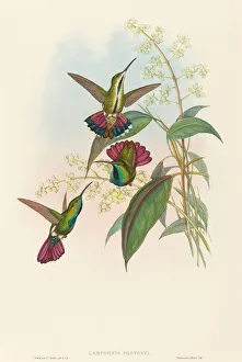 Lampornis prevosti. Creators: John Gould, Henry Constantine Richter Lampornis prevosti. Creators: John Gould, Henry Constantine Richter