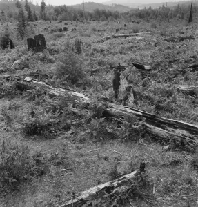 Stump Prints: Land on the Arnold farm which they hope to clear next year