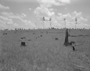 Deforestation Prints: Land cut over by lumber company and not replanted