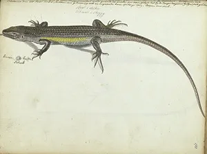 Java Indonesia Prints: Land and water lizard, 1785. Creator: Jan Brandes