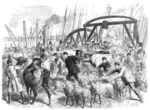 Horns Prints: Landing foreign cattle at the British and Foreign Wharf
