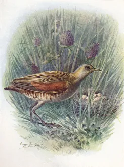 Landrail or Corncrake - Crex praten sis, c1910, (1910). Artist: George James Rankin