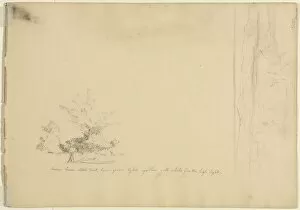 David Johnson Gallery: Landscape and Tree Studies (verso), c. 1851. Creator: David Johnson (American, 1827-1908)
