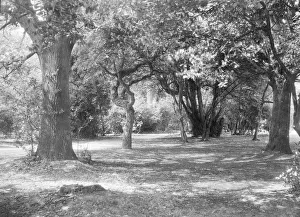 Bennett Prints: Landscape with trees, c1935. Creator: Kirk & Sons of Cowes