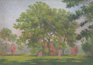 Czlder Prints: Landscape with trees, early 20th century. Creator: Dezider Czolder