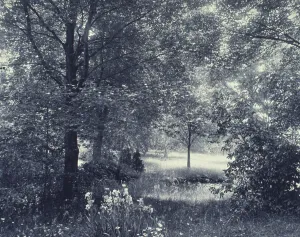 Platinum Prints 1900 Gmgpc Prints: Landscape of trees and meadow with irises in foreground, c1900. Creator: Unknown