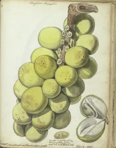 Cross Section Prints: Langsat, a Javanese fruit, 1785. Creator: Jan Brandes