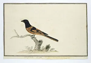 Tree Stump Prints: Laniarnus atrococcineus (Crimson-Breasted Shrike), 1777-1786. Creator: Robert Jacob Gordon
