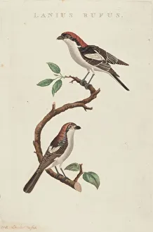 Malagasy Prints: Lanius rufus. Creator: Unknown
