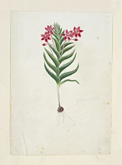 Endemic Prints: Lapeirousia silenoides (Jacq.) Ker Gawl. 1777-1786. Creator: Robert Jacob Gordon