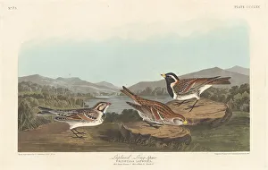 Lapland Longspur, 1837. Creator: Robert Havell