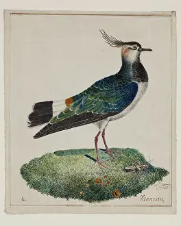 Wading Bird Prints: Lapwing, 18th century. Creator: Unknown