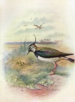 Birds And Their Nests Collection: Lapwing or Peewit - Vnel lus vulga ris, c1910, (1910). Artist: George James Rankin