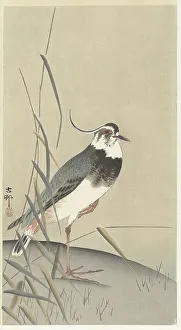 Koson 1877 1945 Prints: Lapwing and reed. Creator: Ohara, Koson (1877-1945)