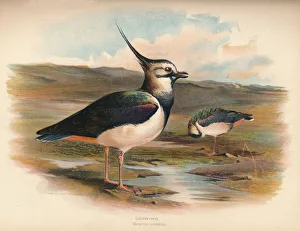 Crest Prints: Lapwing (Vanellus cristacus), 1900, (1900). Artist: Charles Whymper
