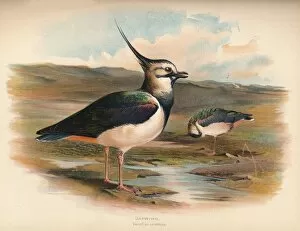 Crested Gallery: Lapwing (Vanellus cristacus), 1900, (1900). Artist: Charles Whymper