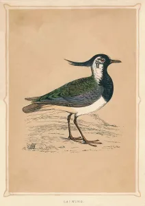 'Lapwing', (Vanellus vanellus), c1850, (1856). Artist: Unknown 'Lapwing', (Vanellus vanellus), c1850, (1856). Artist: Unknown