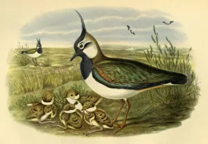 Chicks Gallery: Lapwing and Young, 1865, (1942). Creator: John Gould
