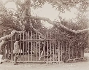 Pilgrimage Prints: L'arbre de la Vierge, c1880