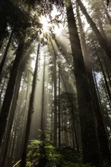Sunlit Collection: Larch Mountain Forest. Creator: Joshua Johnston
