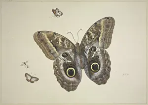 Natural History Prints: A large brown butterfly, two small ones