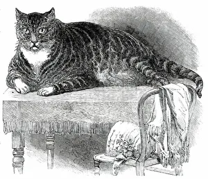 Tabby Prints: Large Cat, 1850. Creator: Unknown