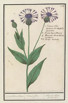Anemones Prints: Large centaury (Centaurea scabiosa)