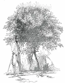 Rose Bush Prints: Large Rose-Tree (Hybrid China), at Mr