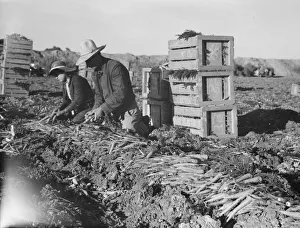 Large-scale agricultural gang labor, Mexicans and... near Meloland, Imperial Valley, 1939 Creator: Dorothea Lange