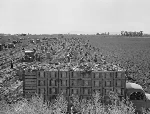 Large scale agriculture, near Meloland, Imperial Valley, 1939. Creator: Dorothea Lange
