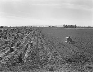 Large scale agriculture, near Meloland, Imperial Valley, 1939. Creator: Dorothea Lange