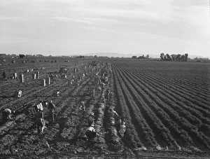 Large scale agriculture, near Meloland, Imperial Valley, 1939. Creator: Dorothea Lange