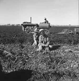 Large scale agriculture, near Meloland, Imperial Valley, 1939. Creator: Dorothea Lange