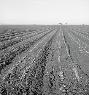 Furrows Prints: Large scale, commercial agriculture