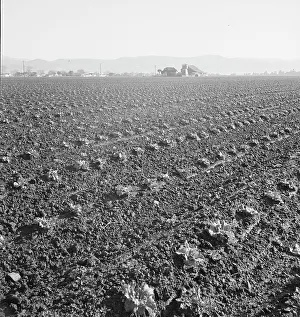 Furrows Prints: Large scale, commercial agriculture