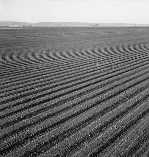 Furrows Prints: Large scale, commercial agriculture