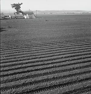 Furrows Prints: Large scale, commercial agriculture